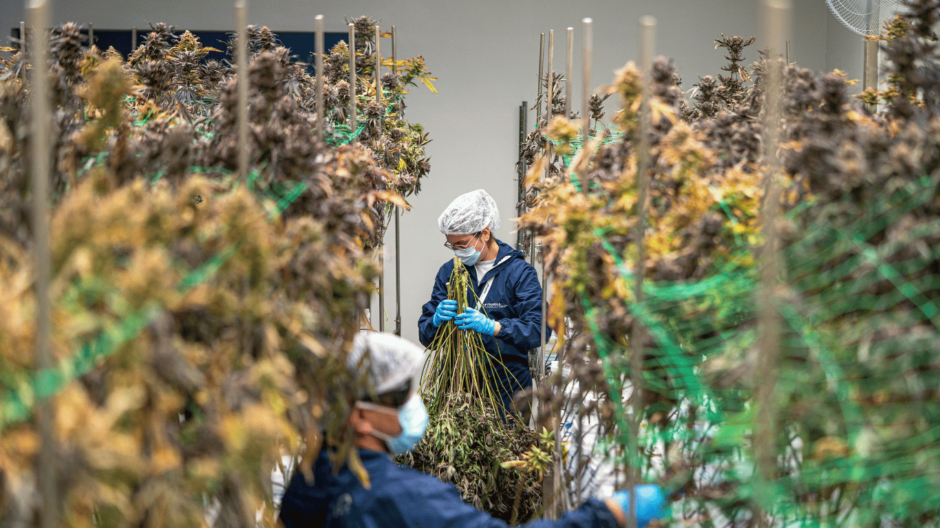 Cannabis: Legal Schlafen? THC & CBD Wirkung